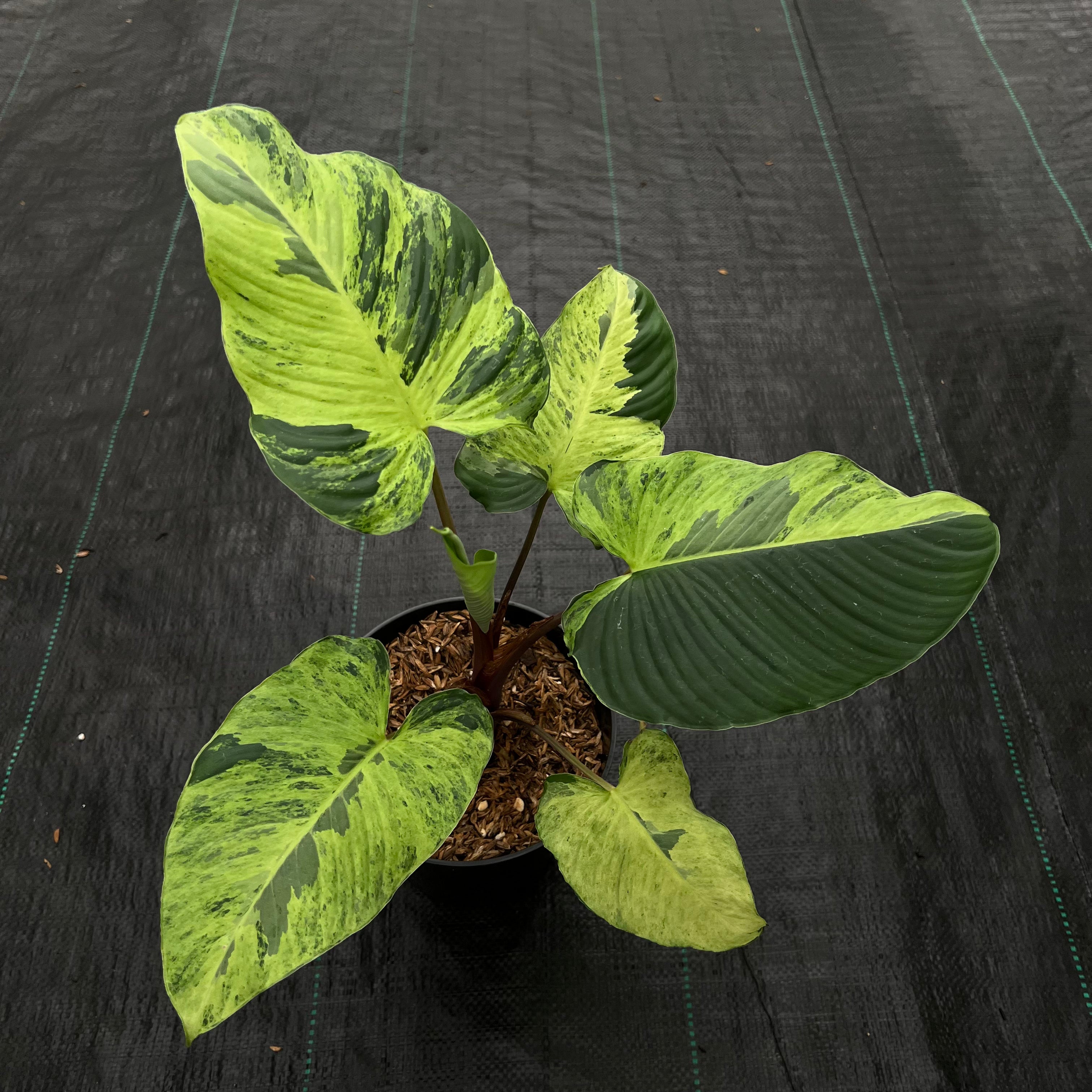 Homalomena Aurea Variegated Sp. Borneo