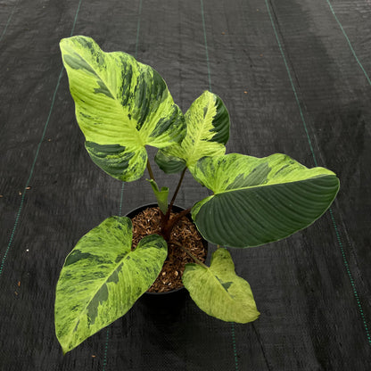 Homalomena Aurea Variegated Sp. Borneo