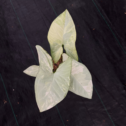 Syngonium White Butterfly Variegated
