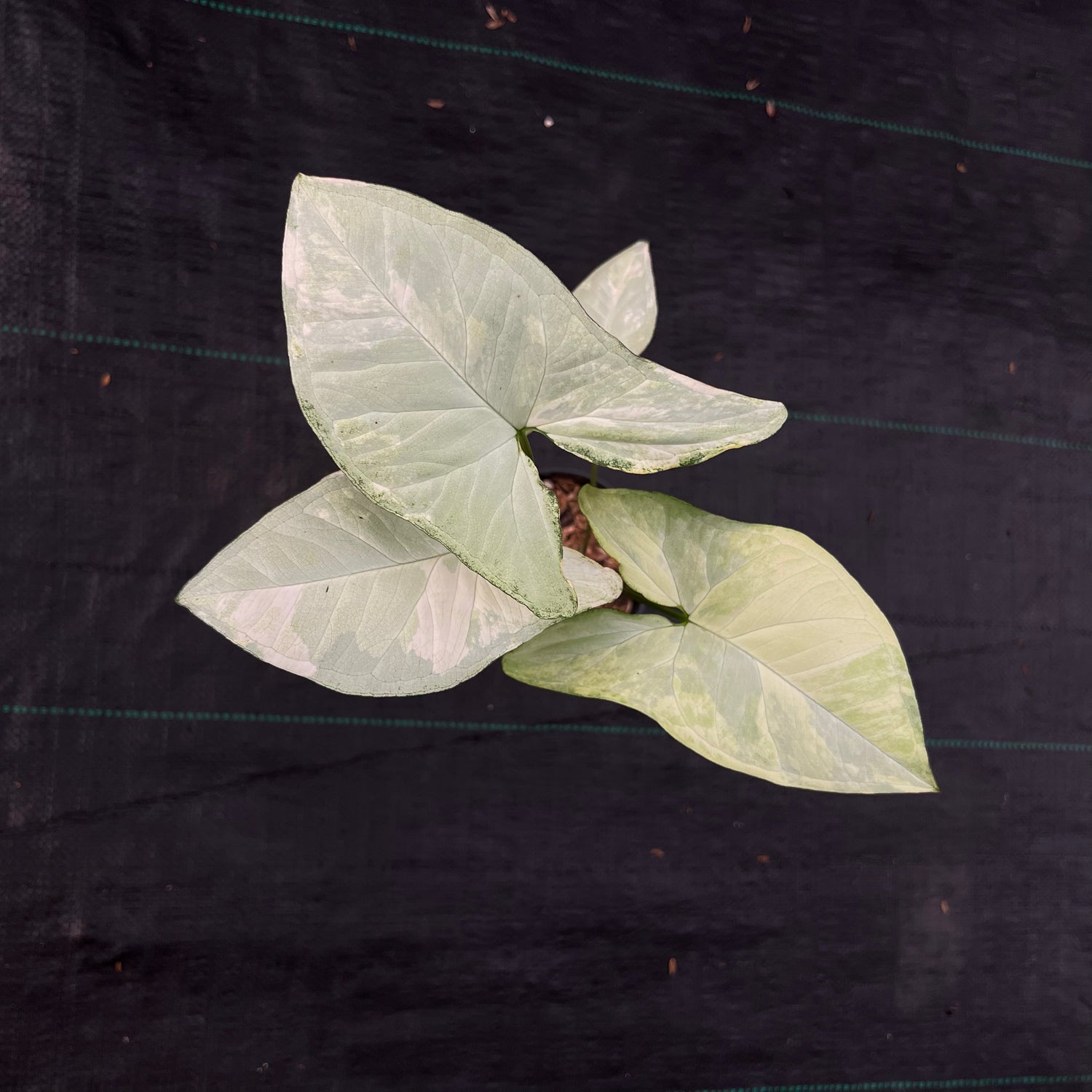 Syngonium White Butterfly Variegated