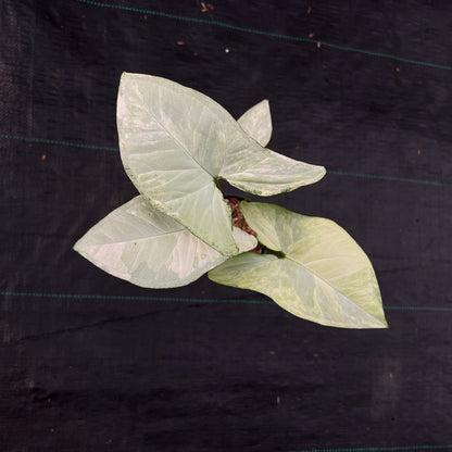 Syngonium White Butterfly Variegated