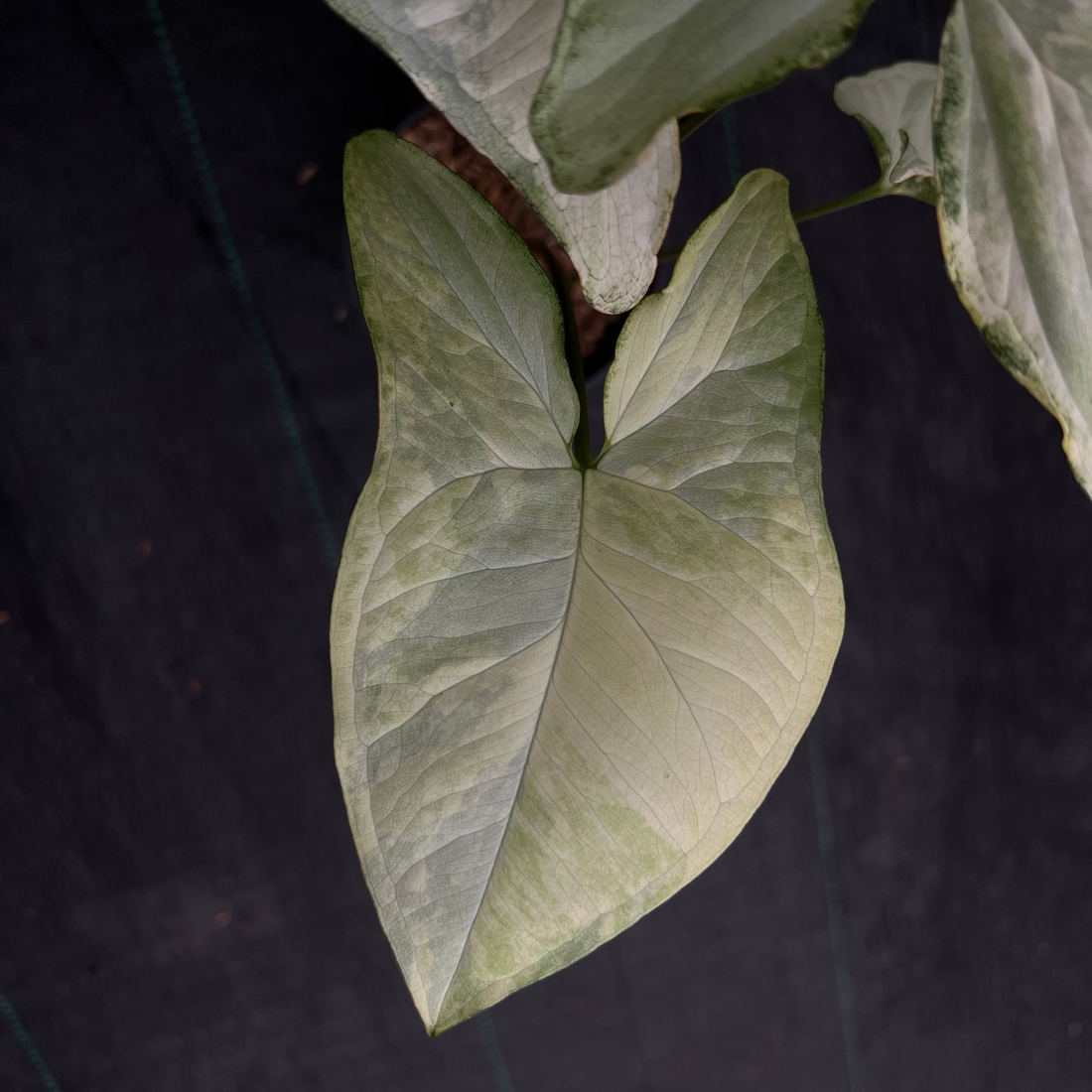 Syngonium White Butterfly Variegated