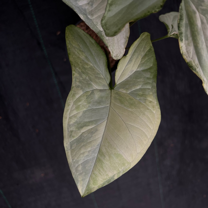 Syngonium White Butterfly Variegated