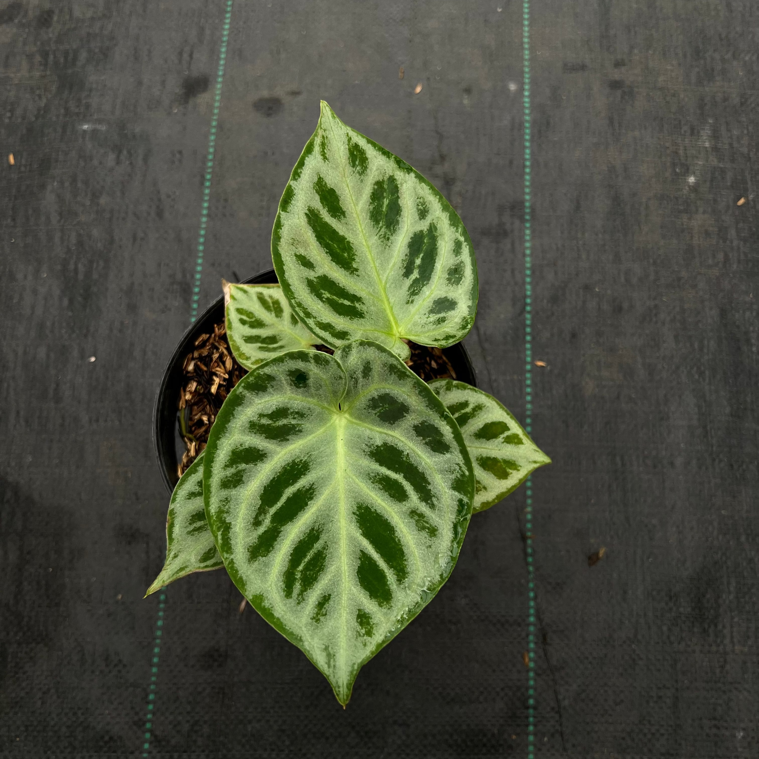 Anthurium Dorayaki Silver