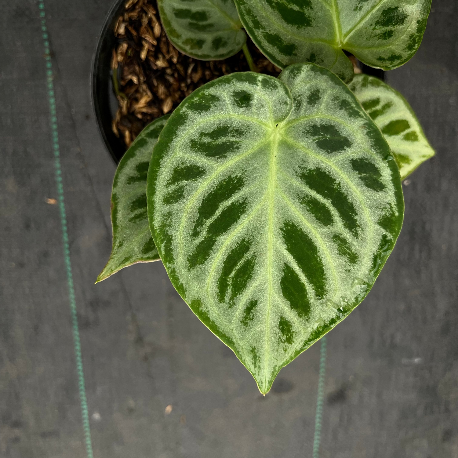 Anthurium Dorayaki Silver