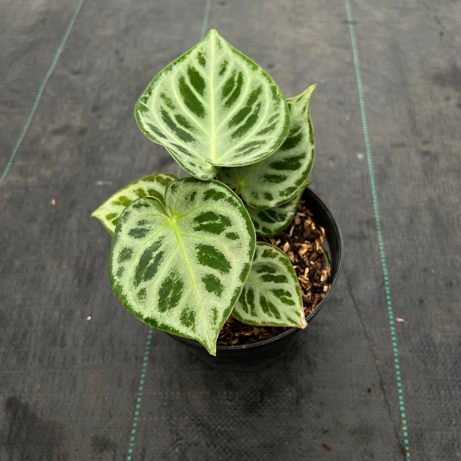 Anthurium Dorayaki Silver