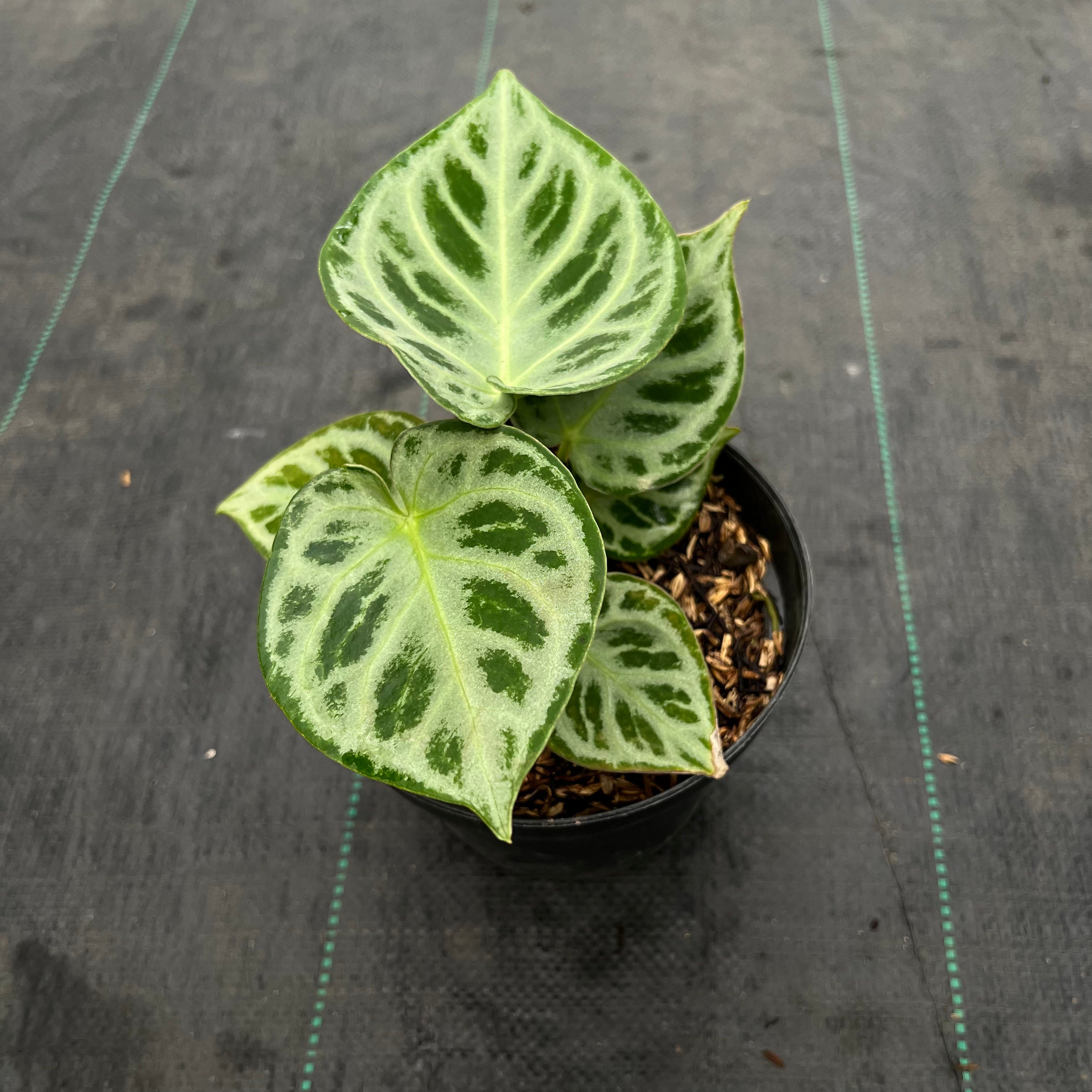 Anthurium Dorayaki Silver