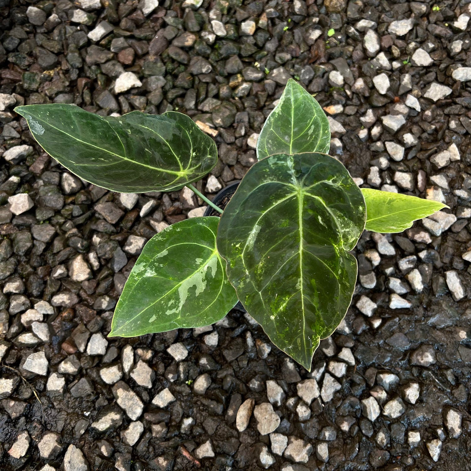 Anthurium Forgeti Variegated