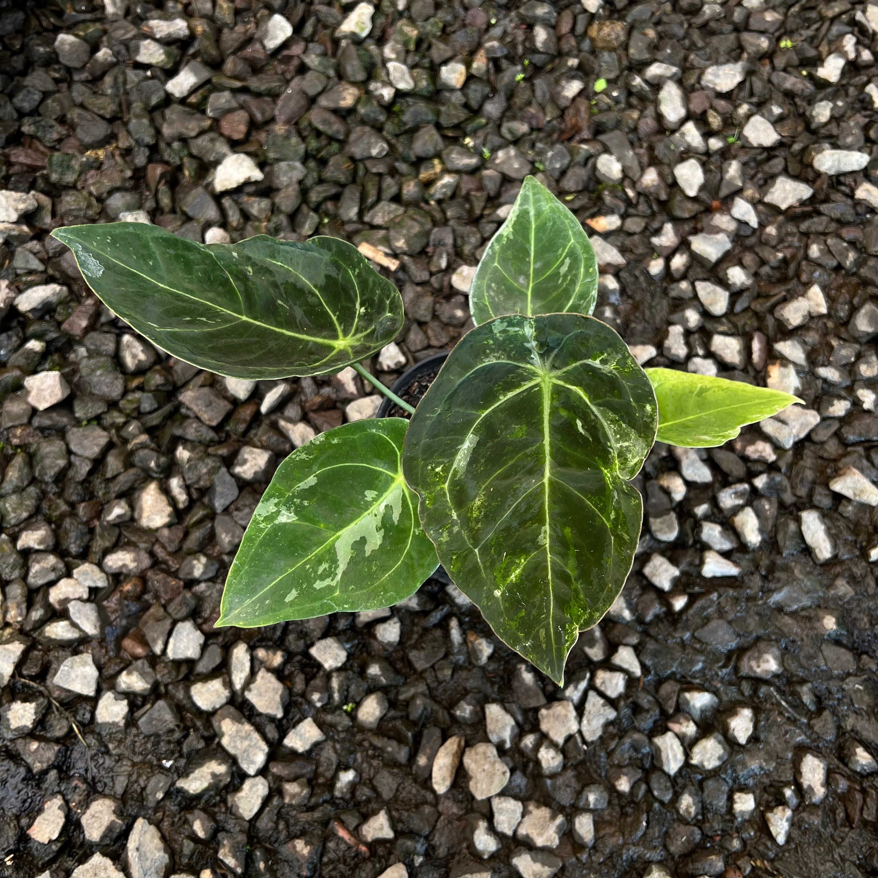 Anthurium Forgeti Variegated