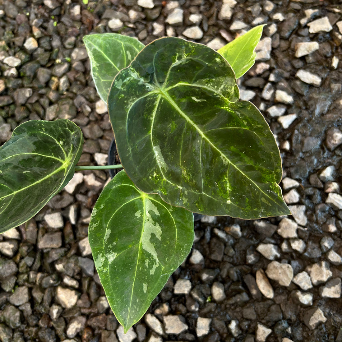 Anthurium Forgeti Variegated