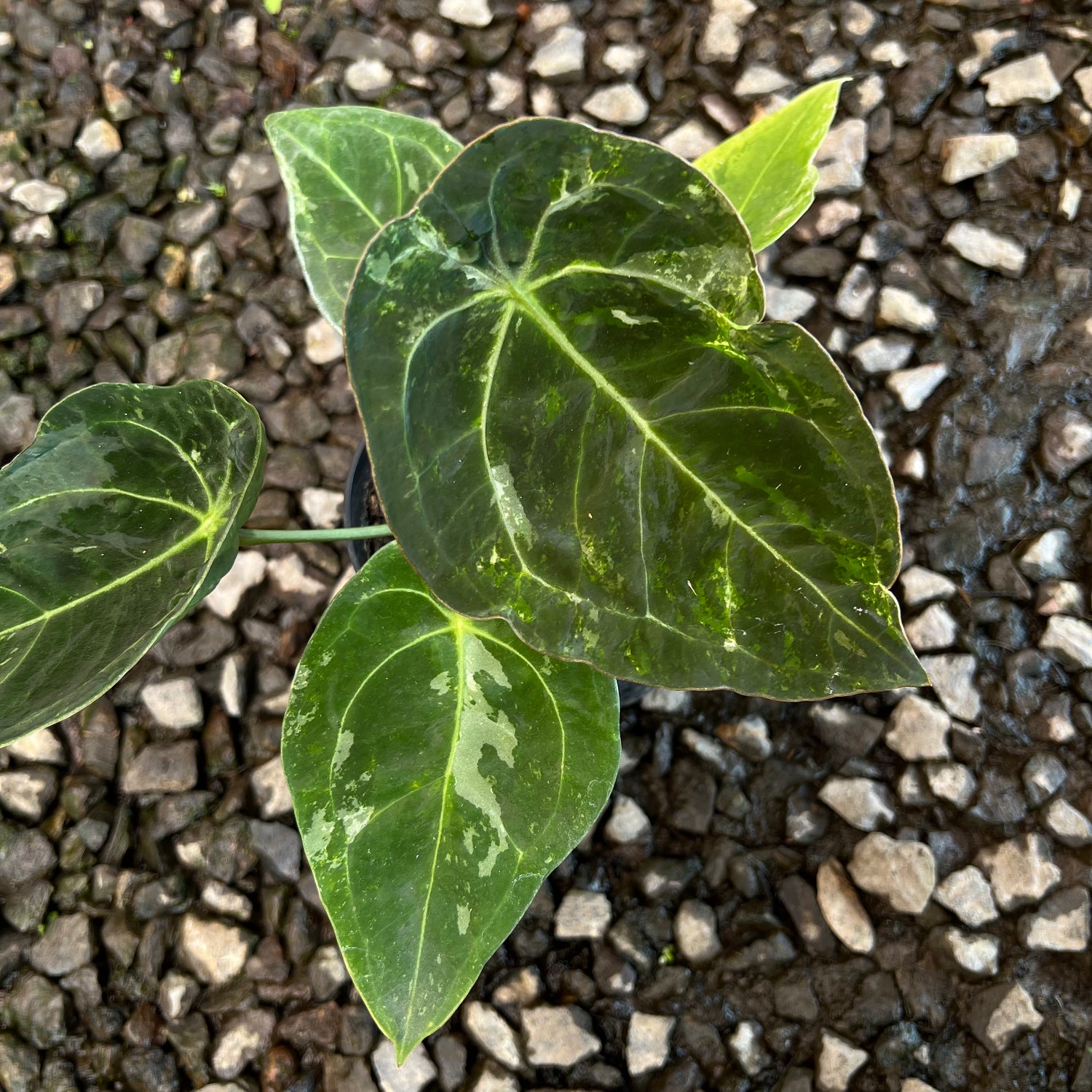 Anthurium Forgeti Variegated