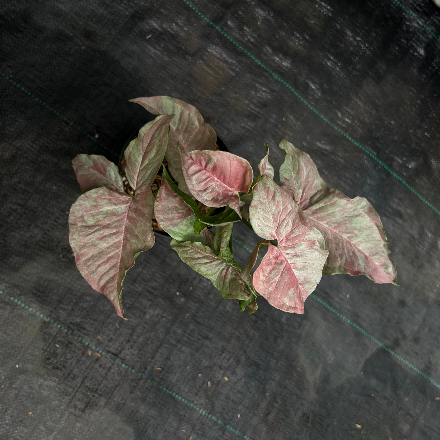 Syngonium Pink Nebula