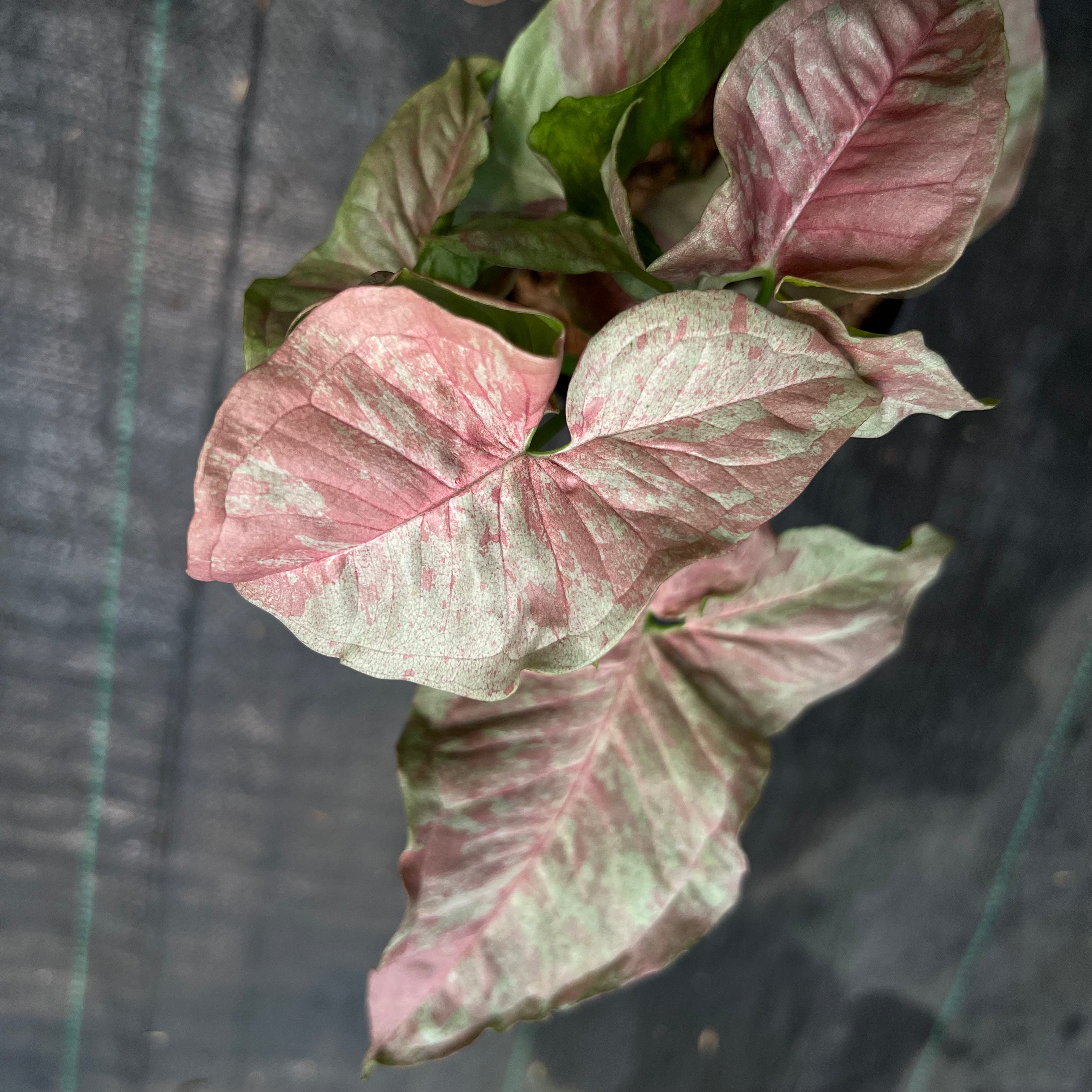 Syngonium Pink Nebula