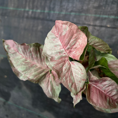 Syngonium Pink Nebula
