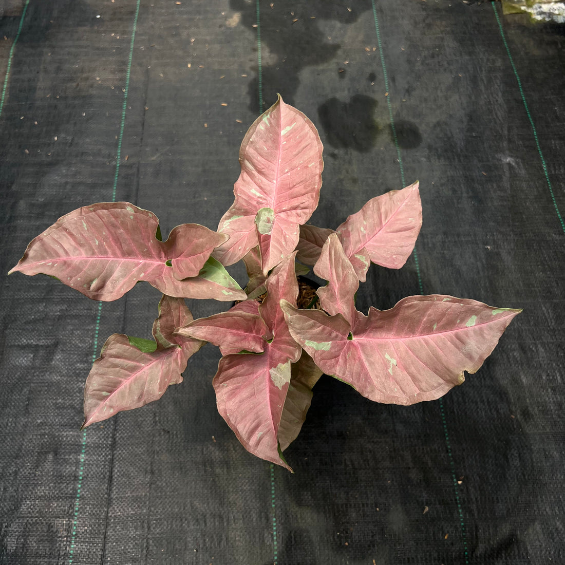 Syngonium Pink Caviar