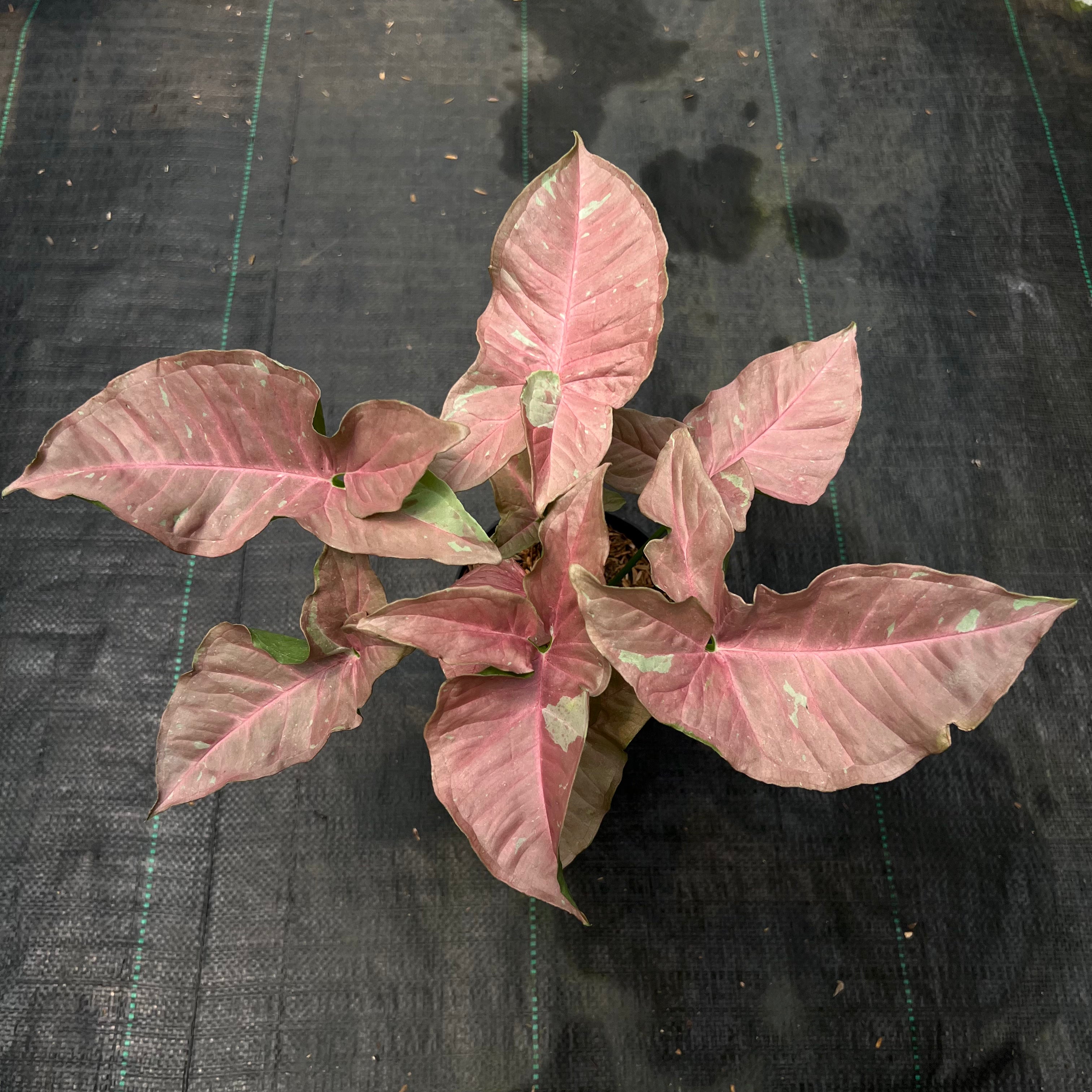 Syngonium Pink Caviar