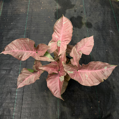Syngonium Pink Caviar