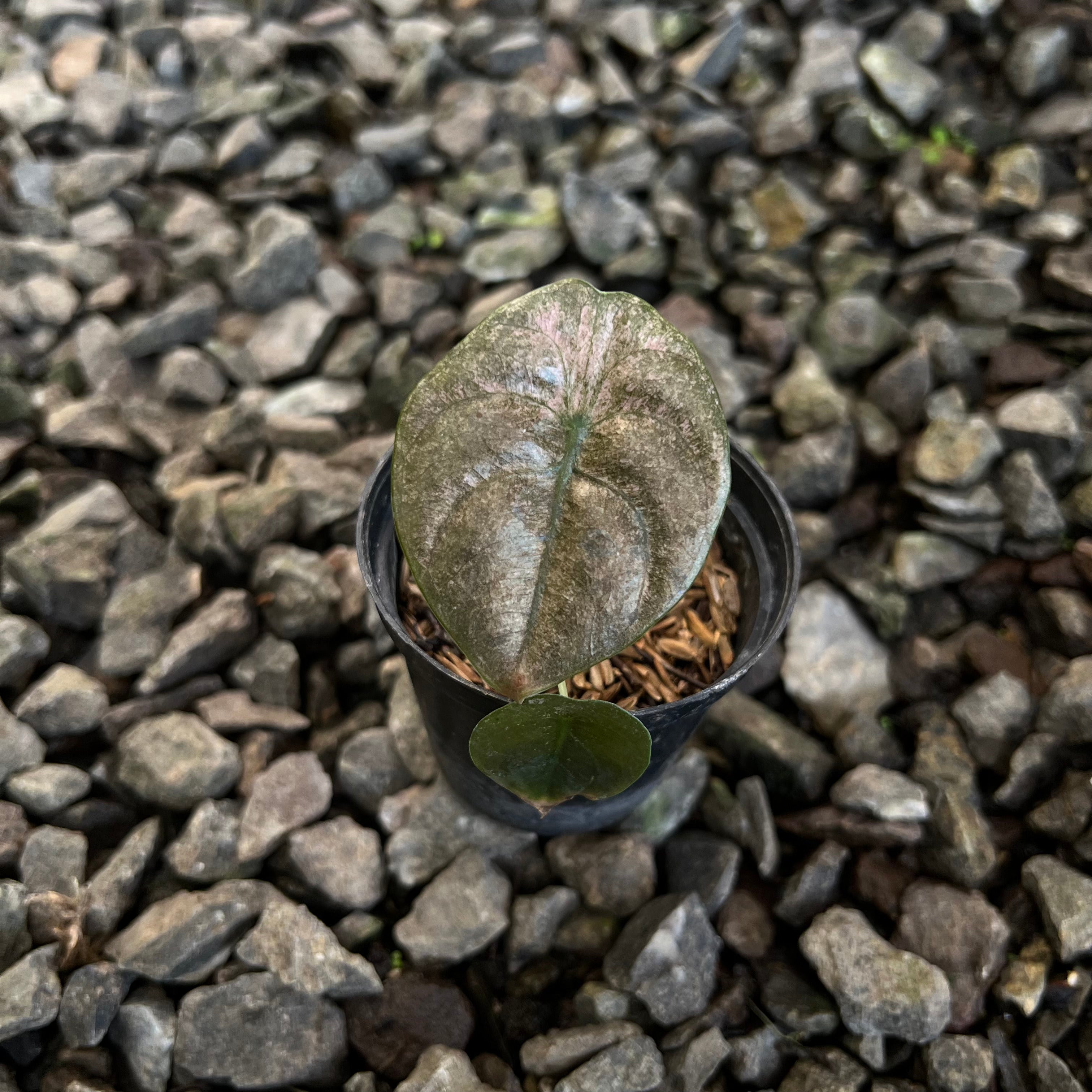  Alocasia cuprea pink mint varigated 