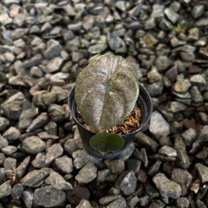  Alocasia cuprea pink mint varigated 