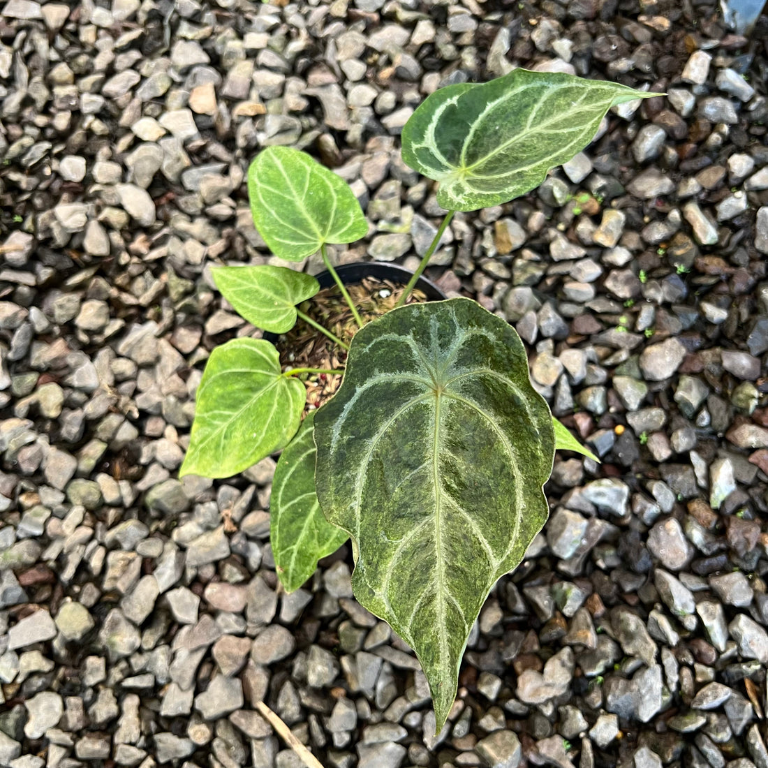 Anthurium Red Spider Platinum Variegated