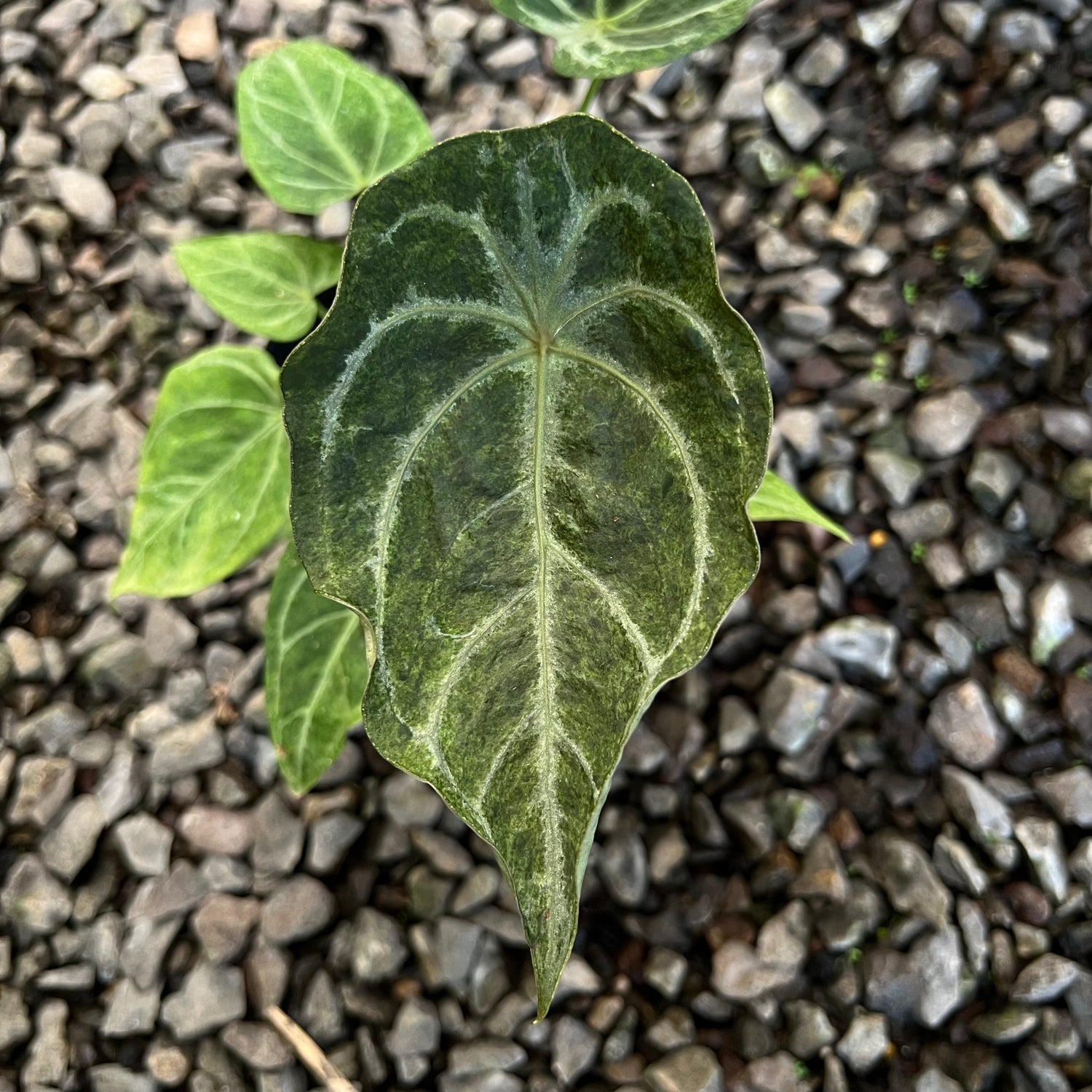 Anthurium Red Spider Platinum Variegated