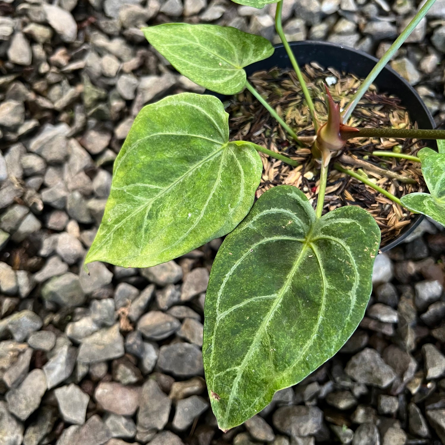 Anthurium Red Spider Platinum Variegated