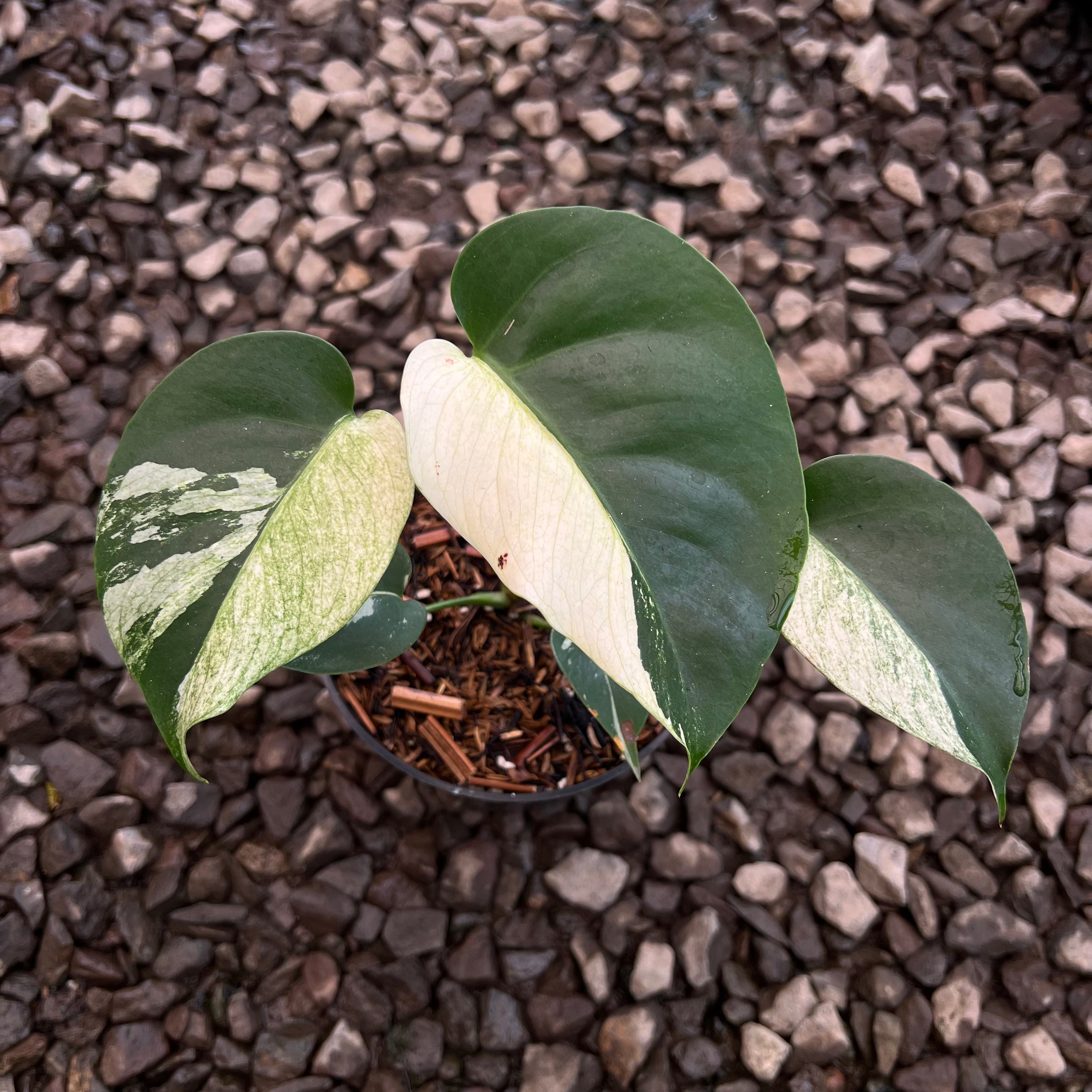 Monstera Jungle Mint Variegated Small Size