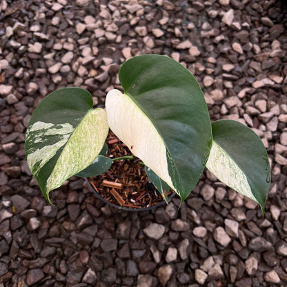 Monstera Jungle Mint Variegated Small Size