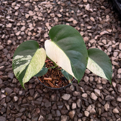 Monstera Jungle Mint Variegated Small Size