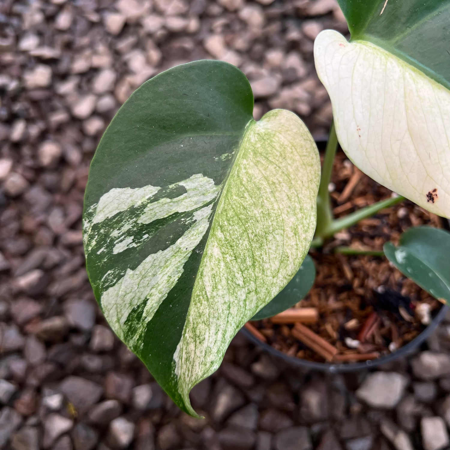 Monstera Jungle Mint Variegated Small Size
