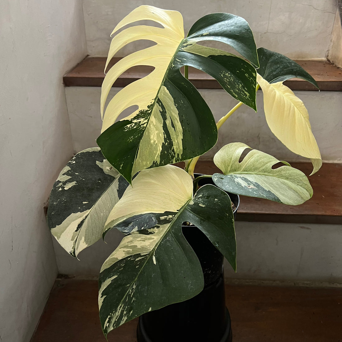 Monstera Jungle Mint Variegated