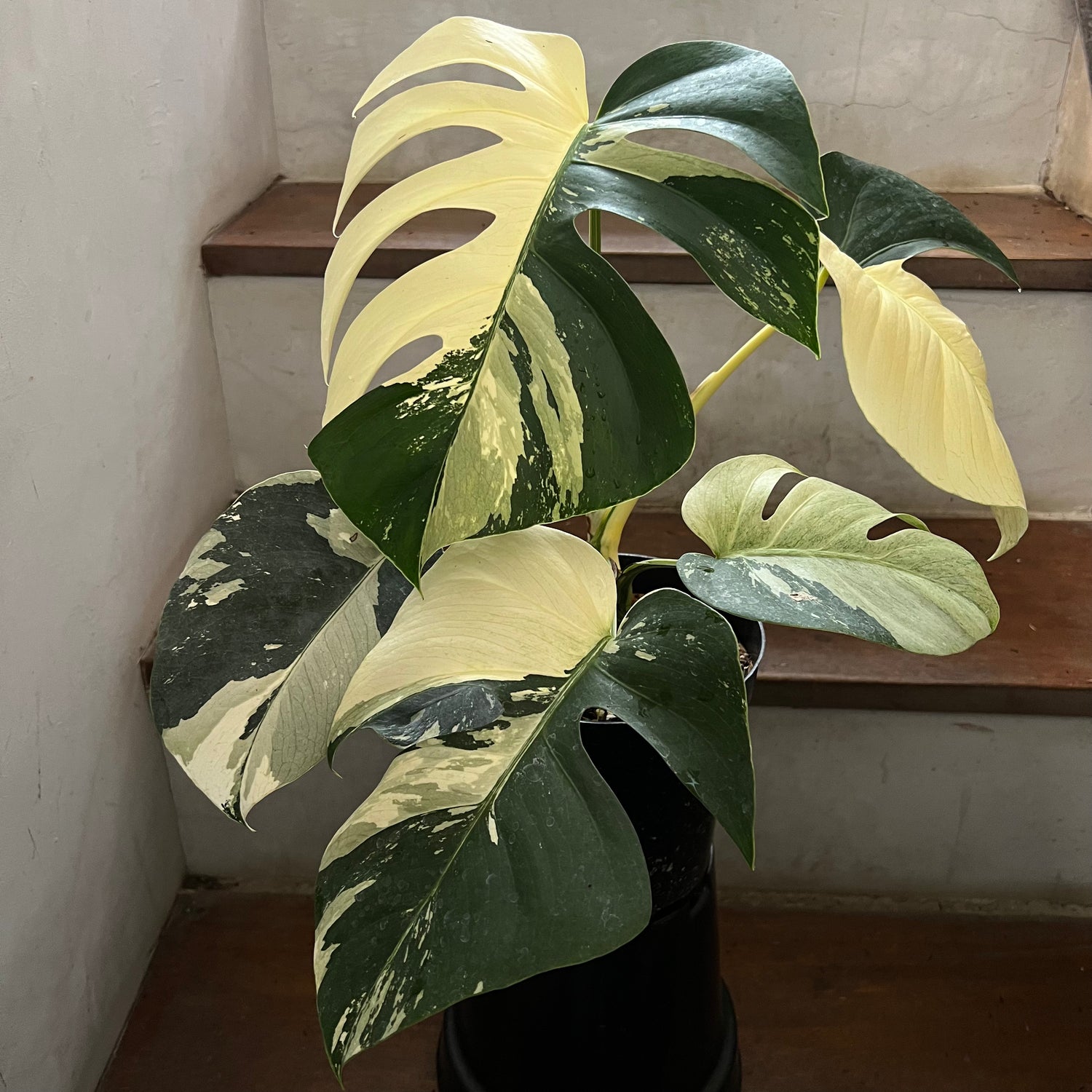 Monstera Jungle Mint Variegated
