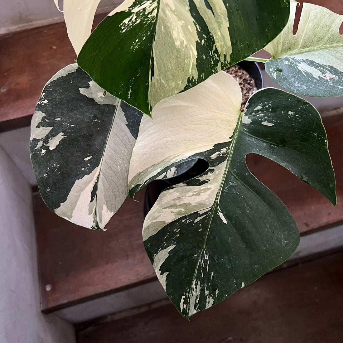 Monstera Jungle Mint Variegated