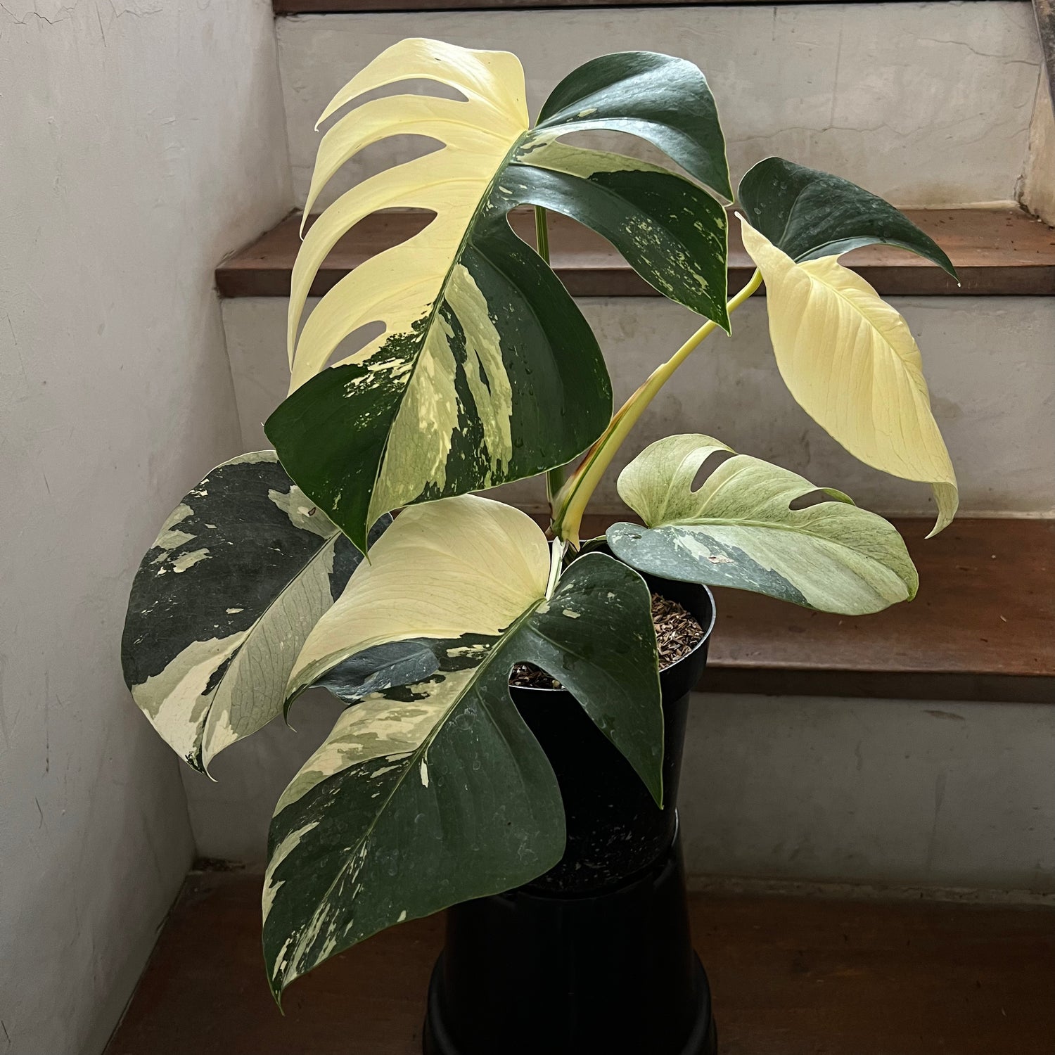 Monstera Jungle Mint Variegated