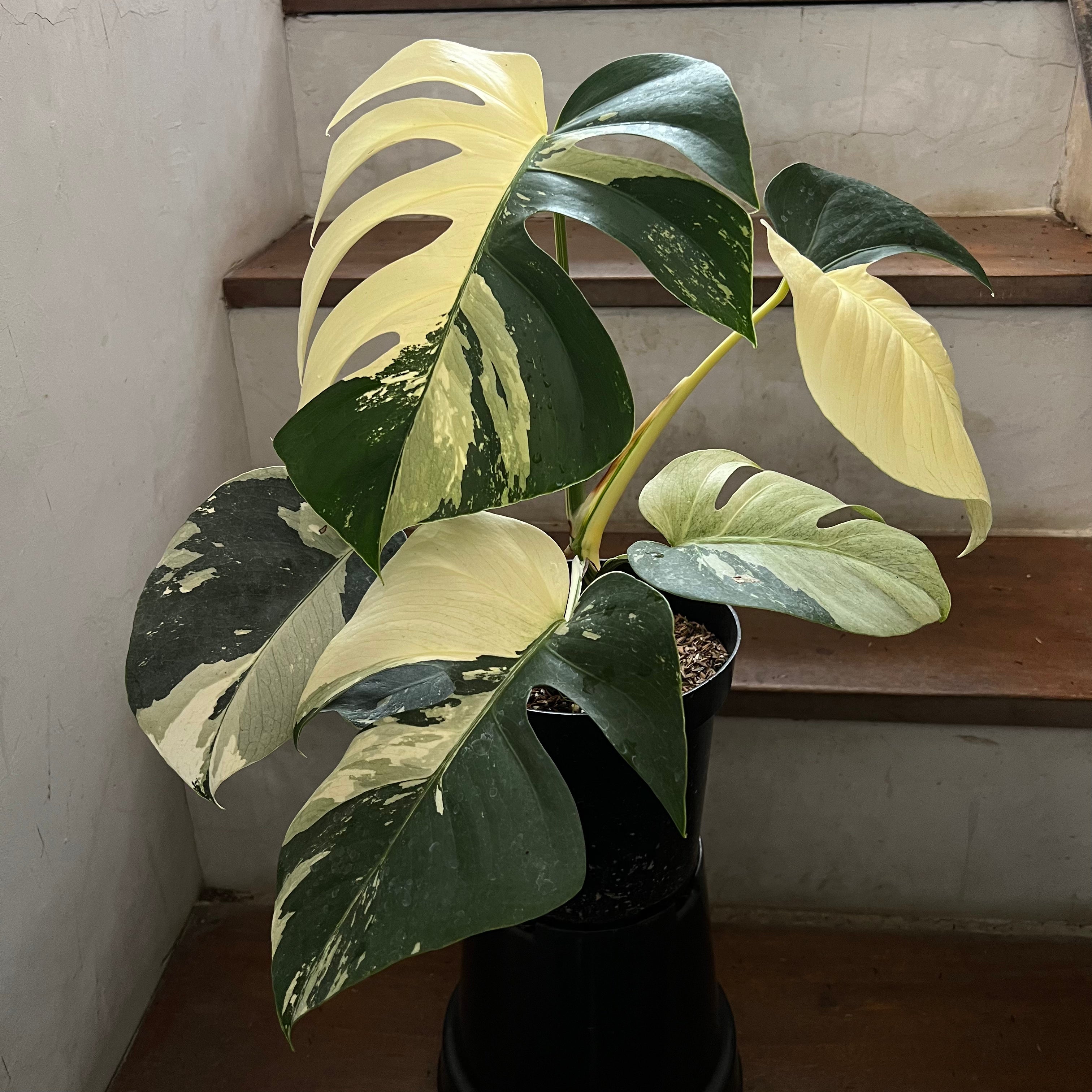 Monstera Jungle Mint Variegated