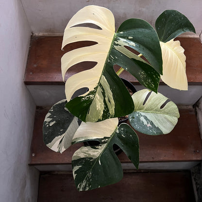 Monstera Jungle Mint Variegated