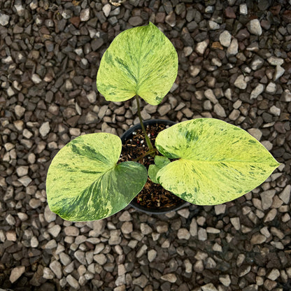 Homalomena Pendula Aurea Variegated