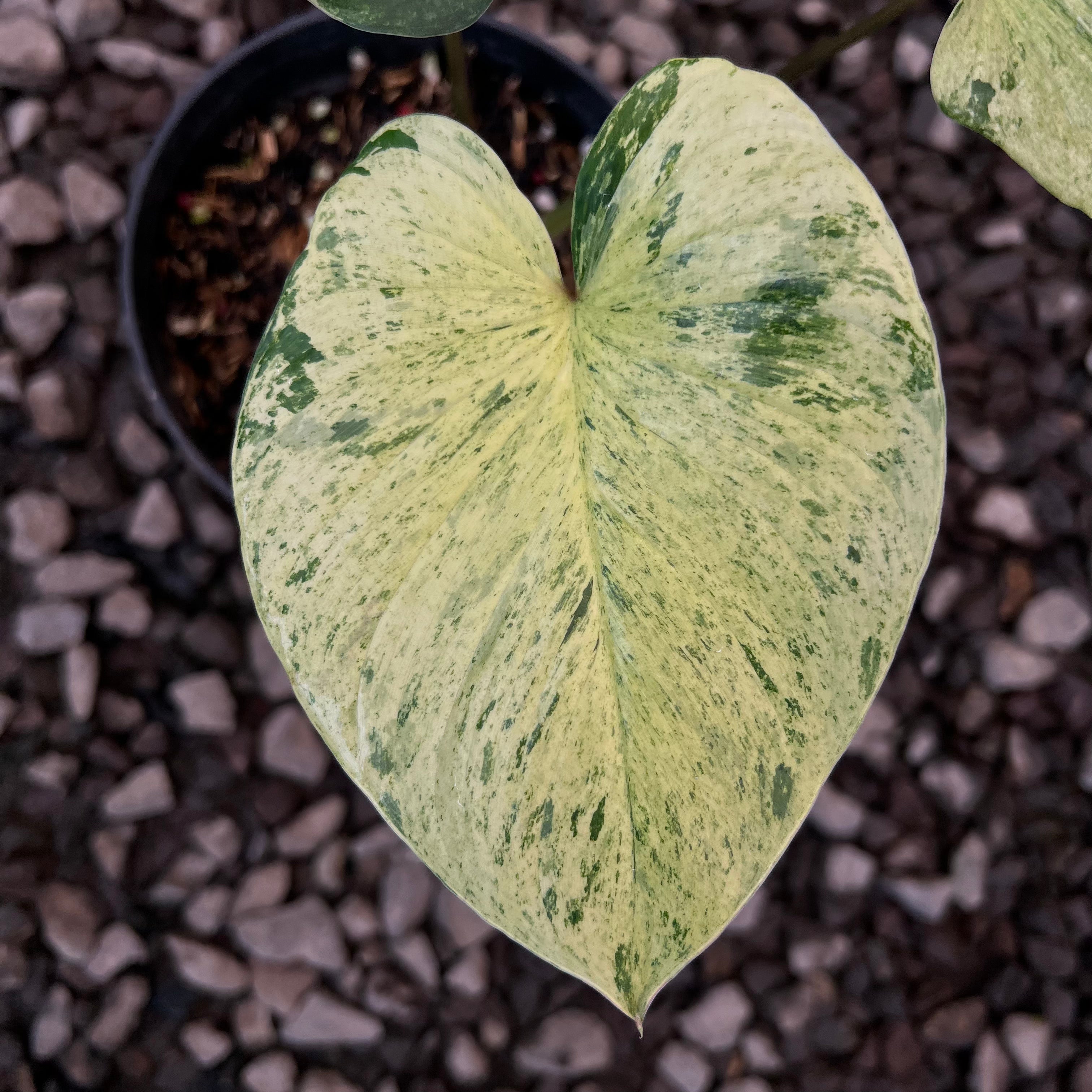Homalomena Pendula Aurea Variegated