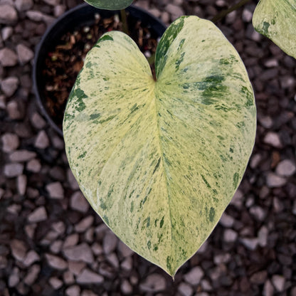 Homalomena Pendula Aurea Variegated