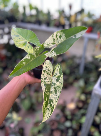 Philodendron Ilsemanii Variegated