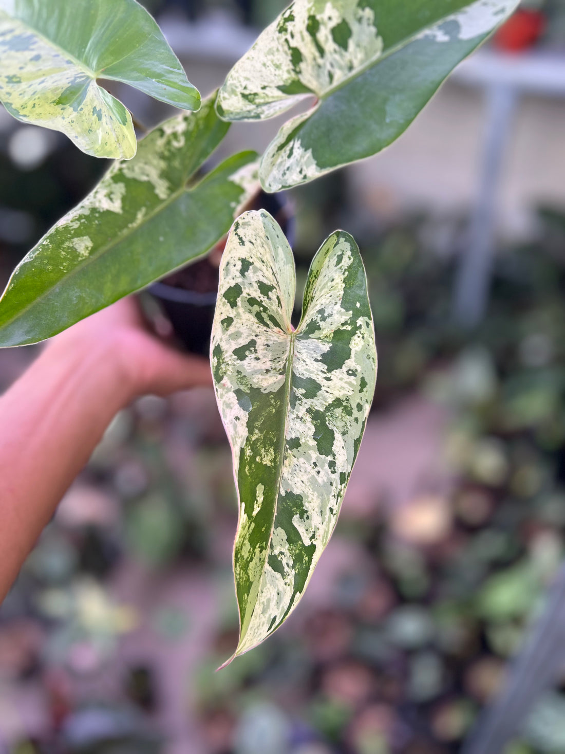 Philodendron Ilsemanii Variegated