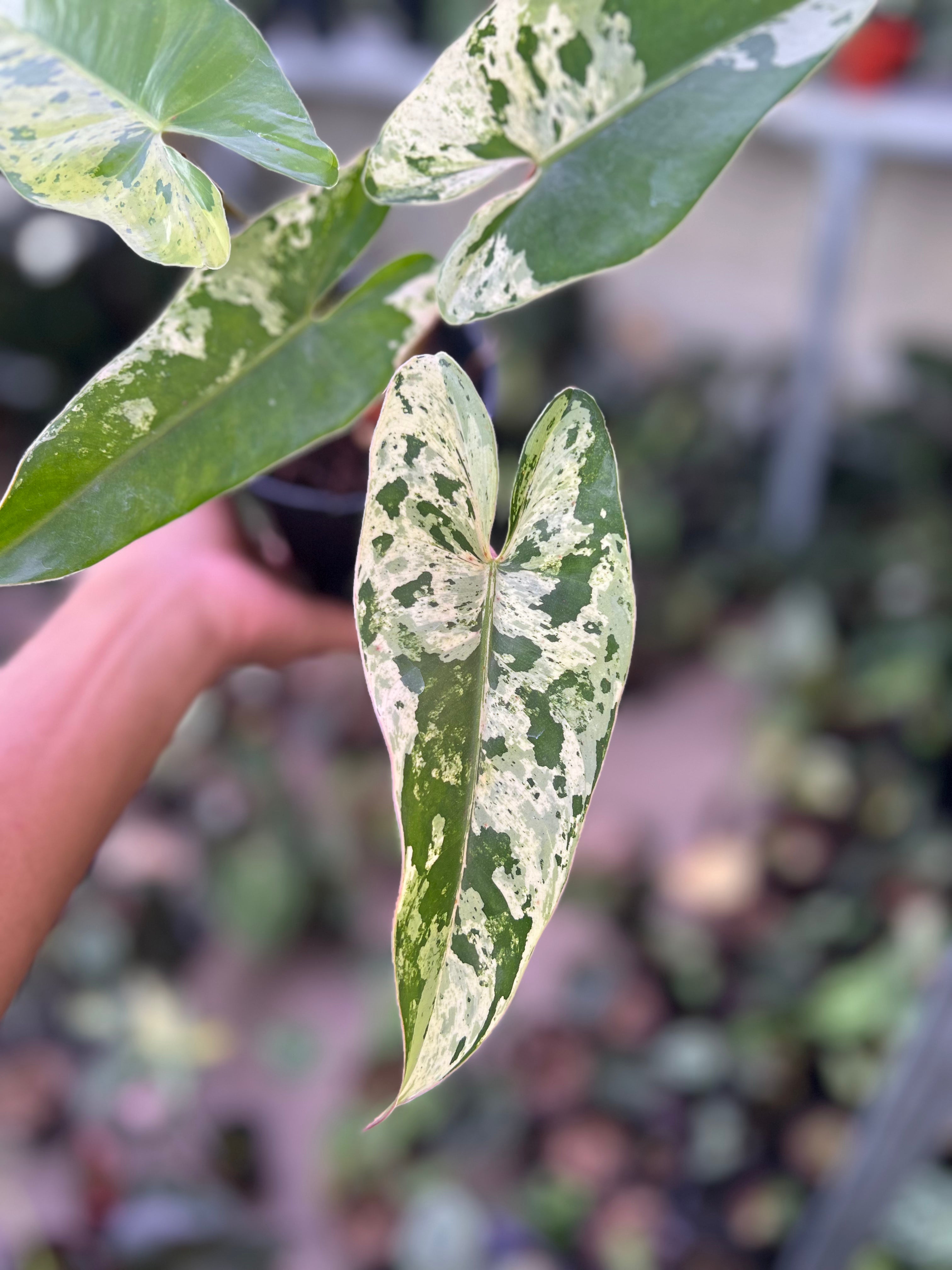 Philodendron Ilsemanii Variegated