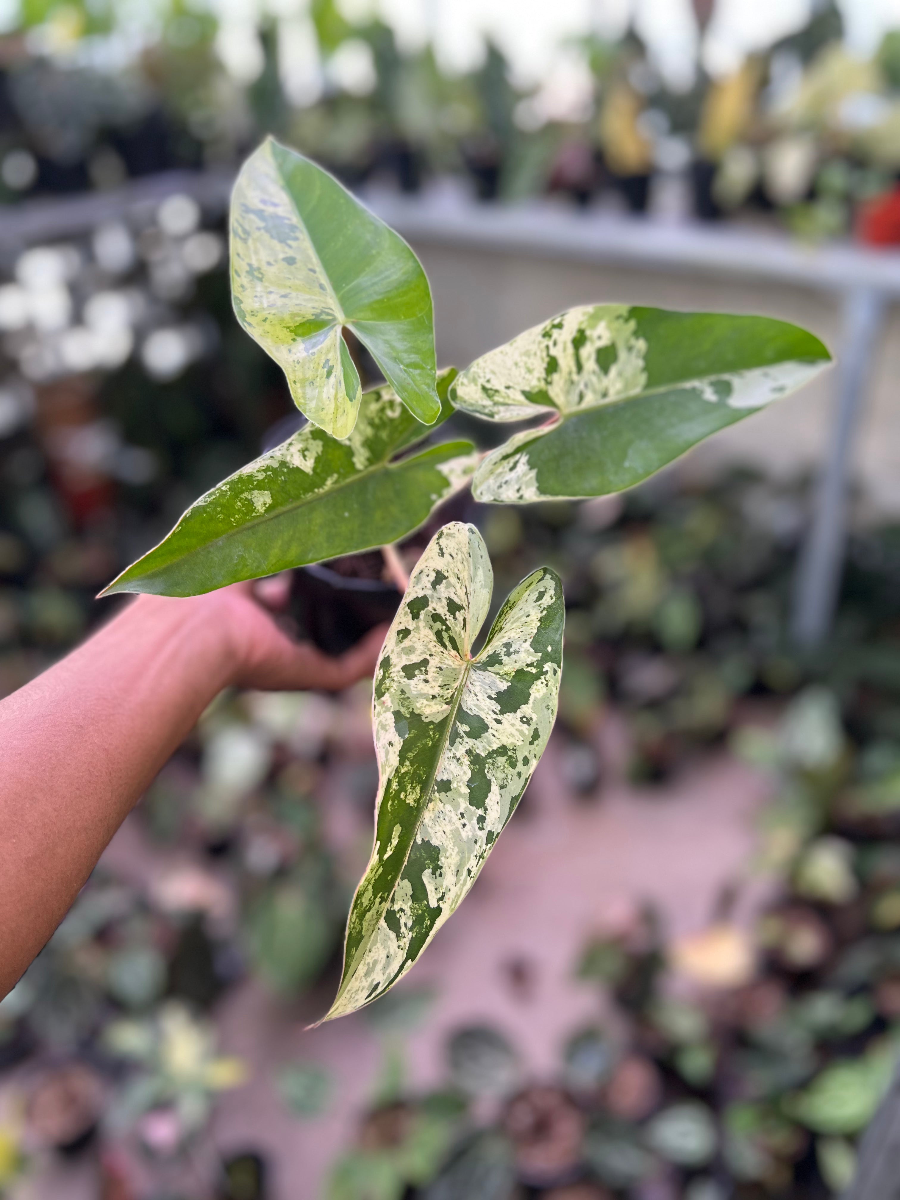Philodendron Ilsemanii Variegated