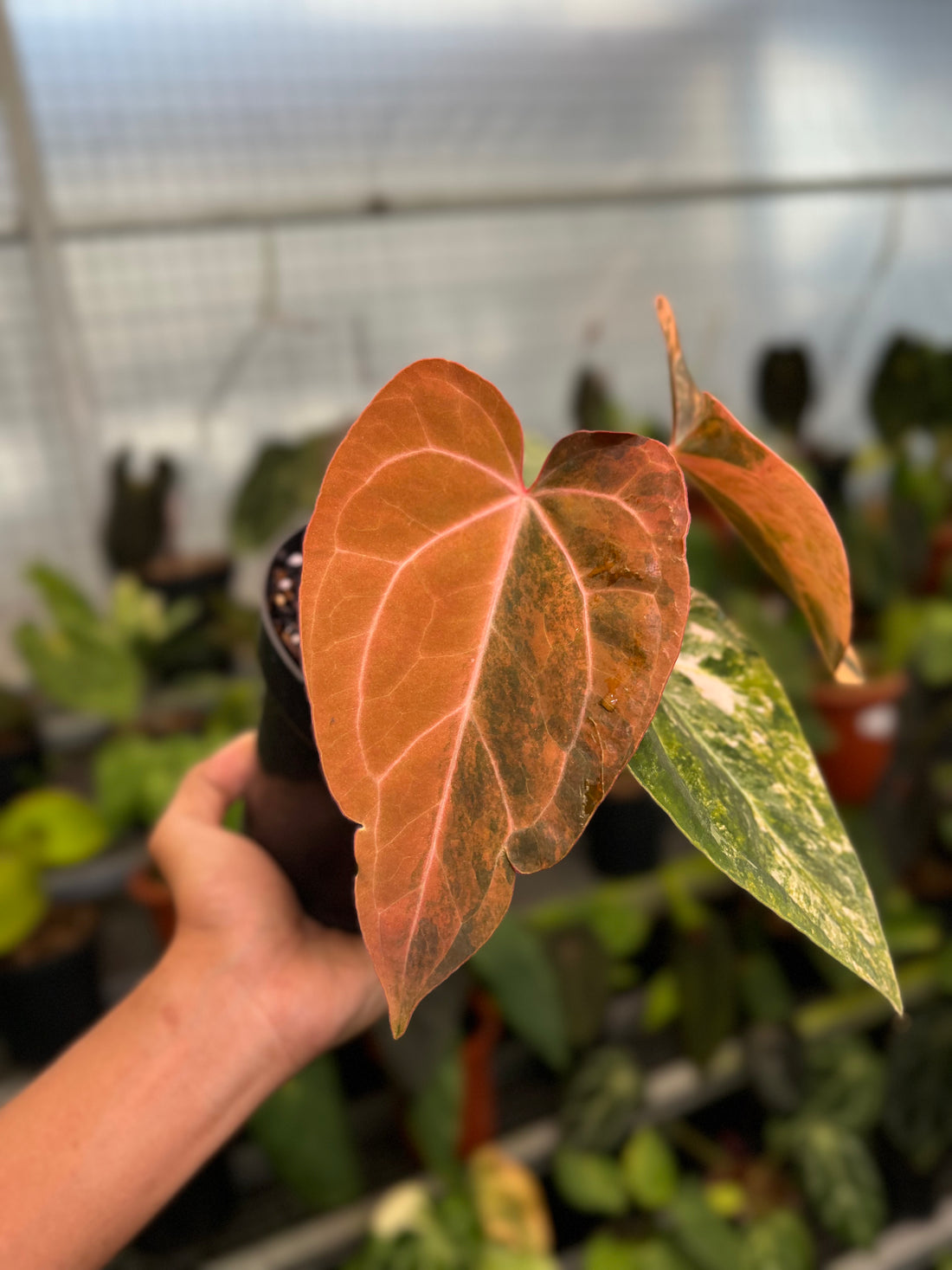 Anthurium Papillilaminum Pink x Twilight Armor