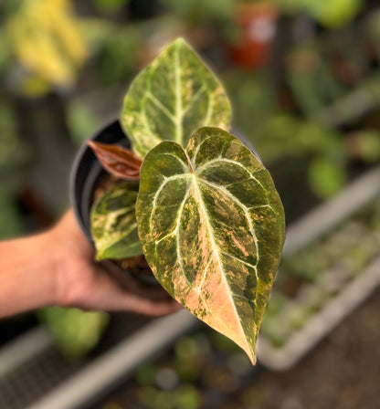 Anthurium Papillaminum Pink Variegated x Michelle