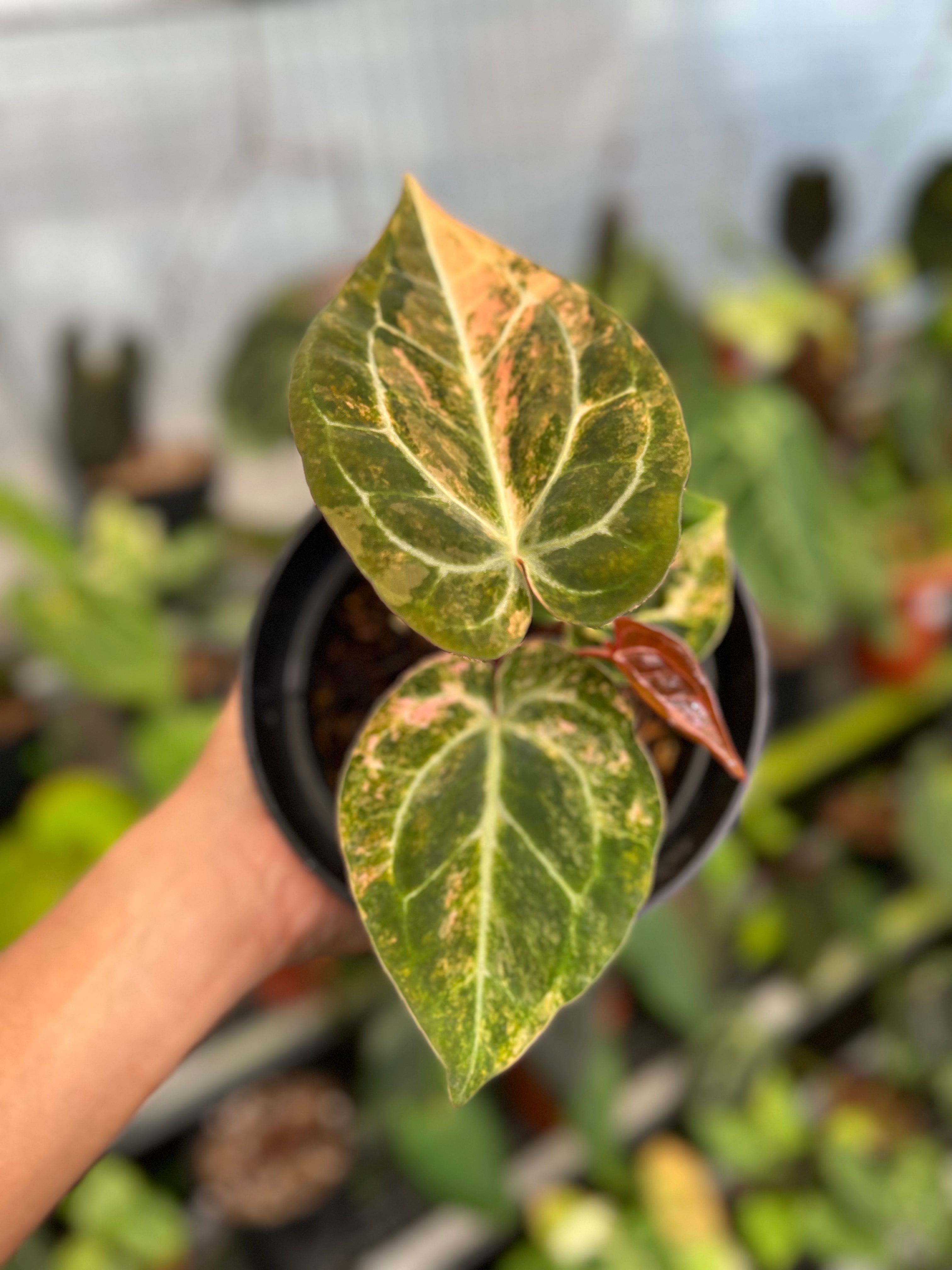 Anthurium Papillaminum Pink Variegated x Michelle