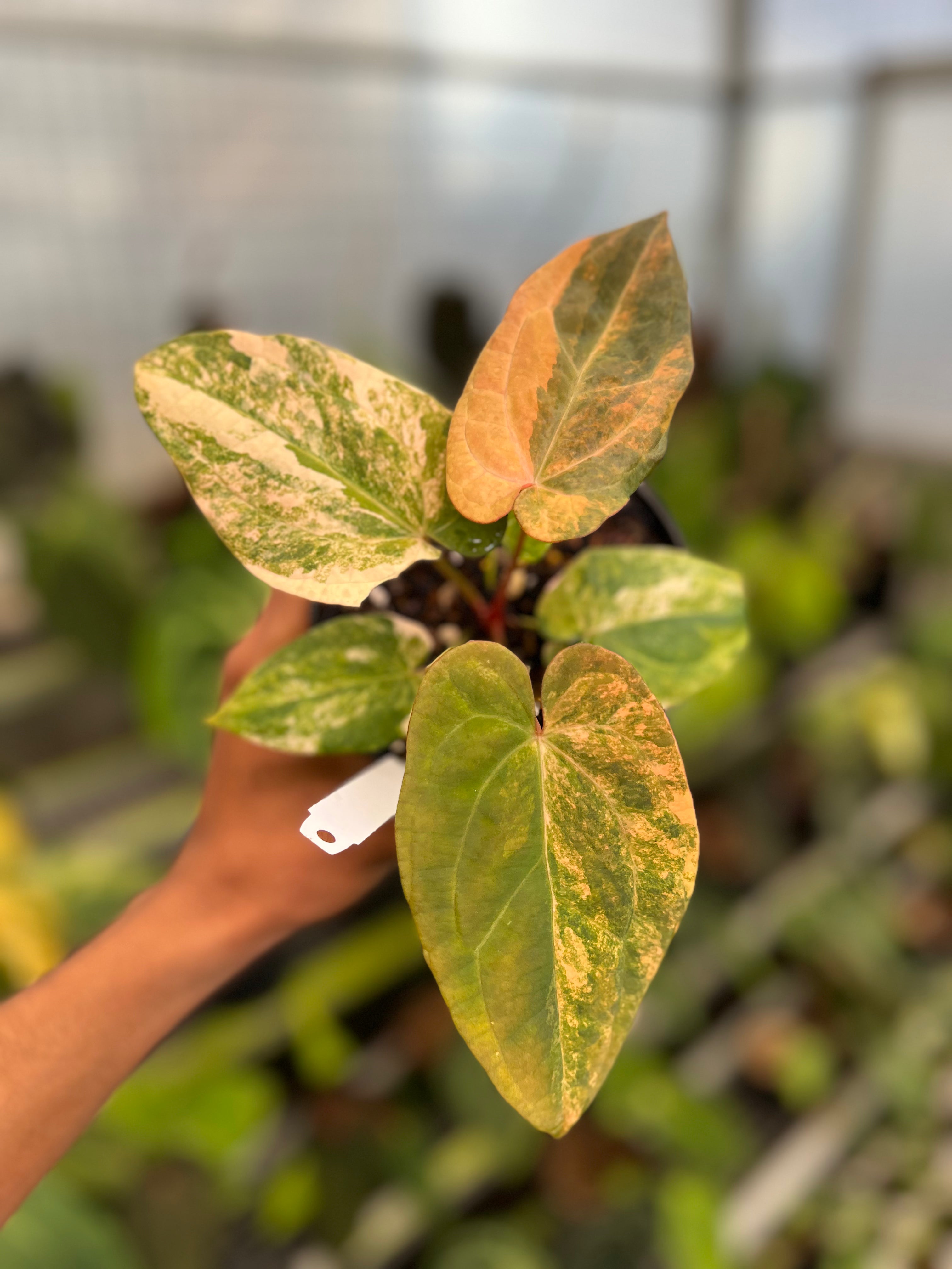 Anthurium (Papillaminum x magnificum) x Night Dragon