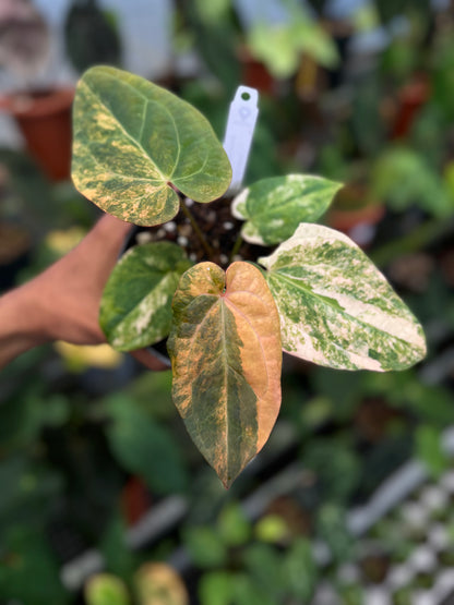 Anthurium (Papillaminum x magnificum) x Night Dragon
