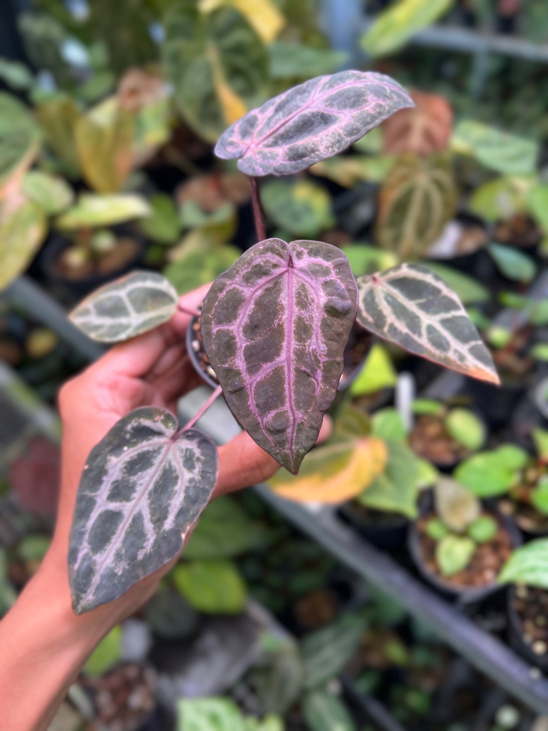 Anthurium Memoria Tim Anderson (Selected)