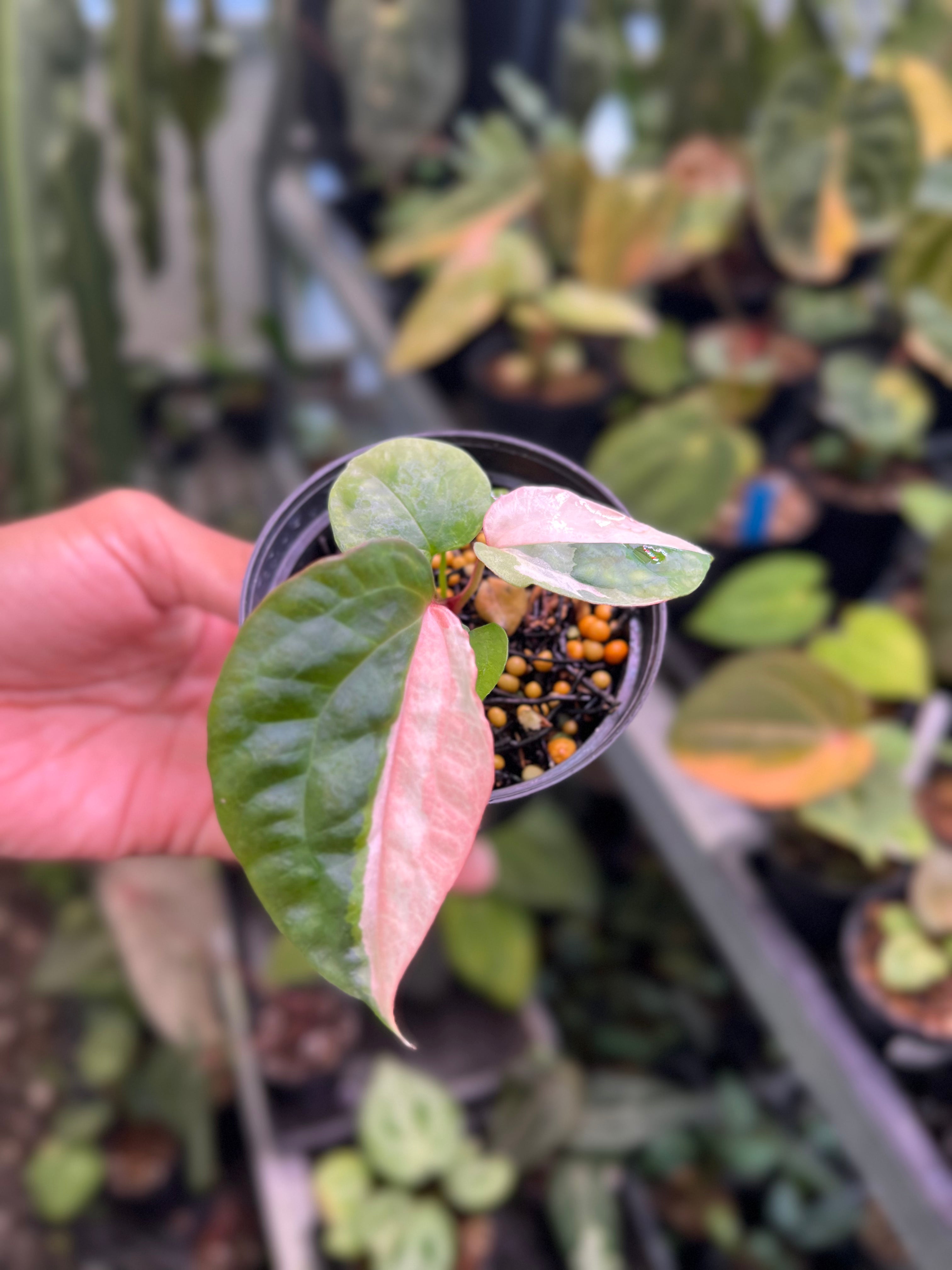 Anthurium Night Queen x Zara Michelle